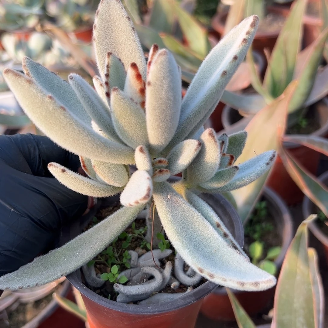 多肉植物月兔耳群