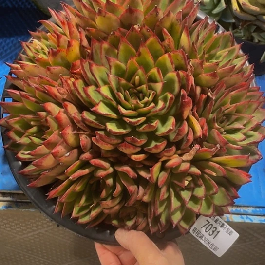 国*?吉赛儿7031多肉