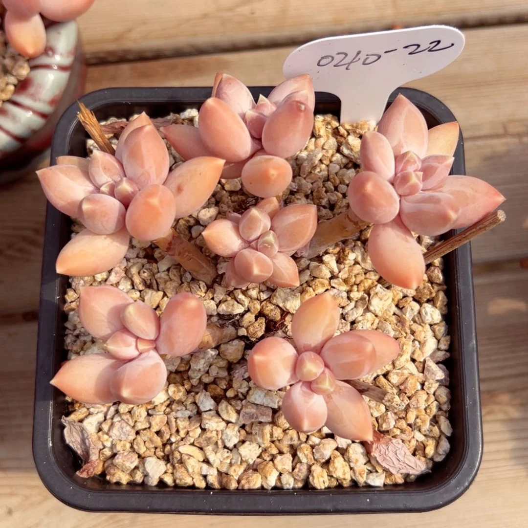 ゛****.0210-22星空美人多肉