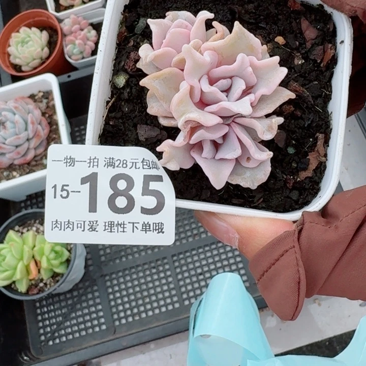 芭蕾舞者无盆土发货多