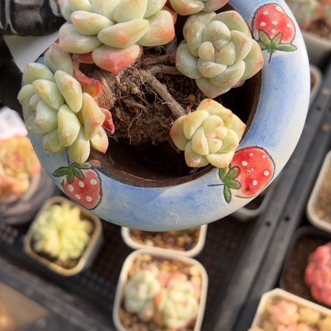 东篱下多肉植物哈哈哈冰玉