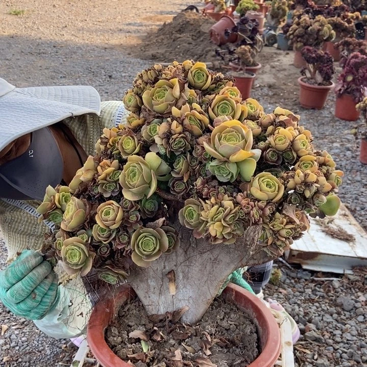 飨***食523玫瑰缀化老桩朵朵
