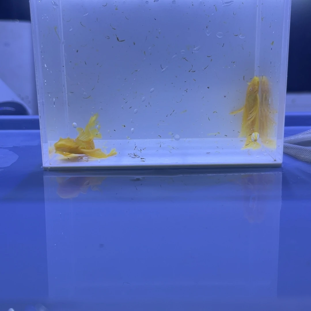 孔雀鱼大帆一对开箱视频报损