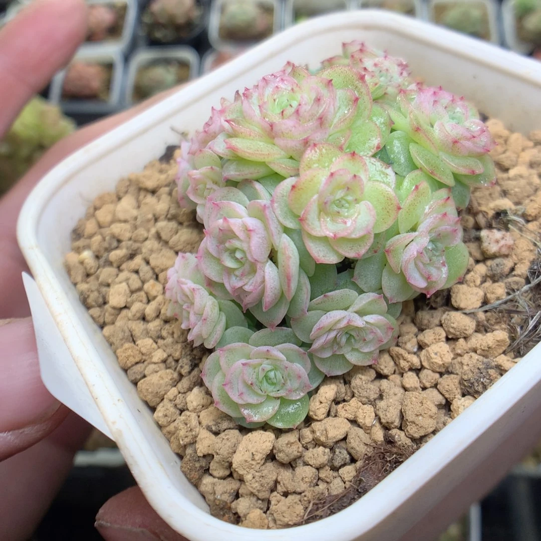 R99y y y y y y y y y y