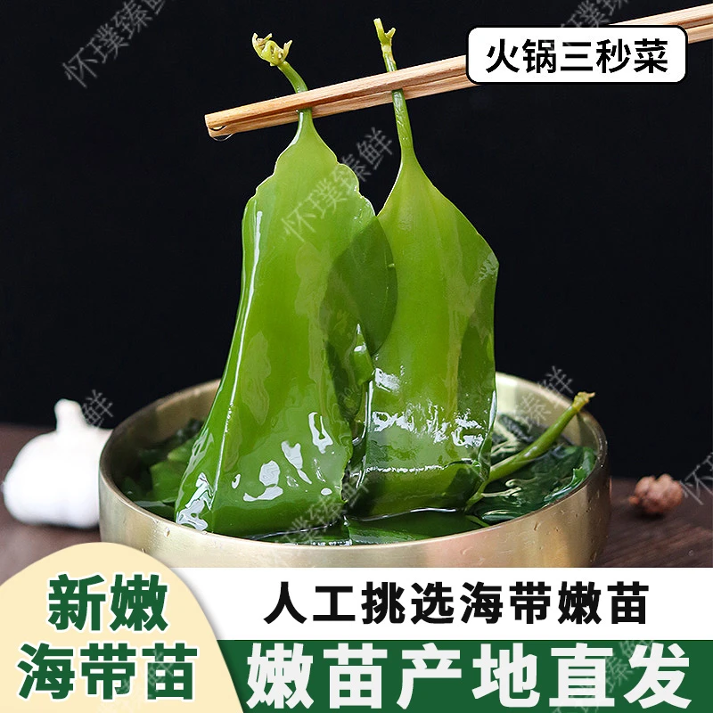 新鲜盐渍海带苗鲜嫩海带苗小海带营养爽脆鲜香火锅菜凉拌菜好食材
