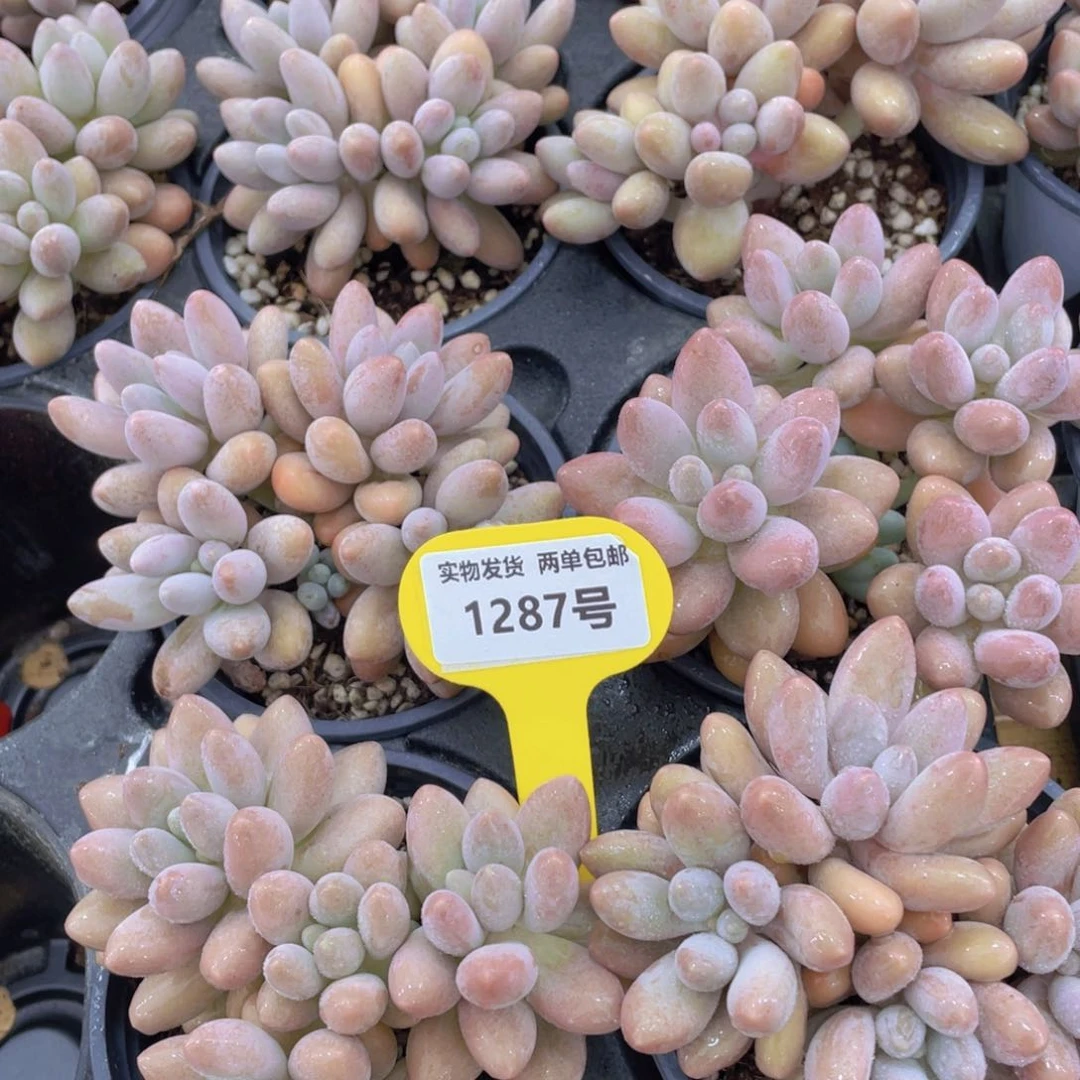 1287号 老桩多头精品汤圆群一个