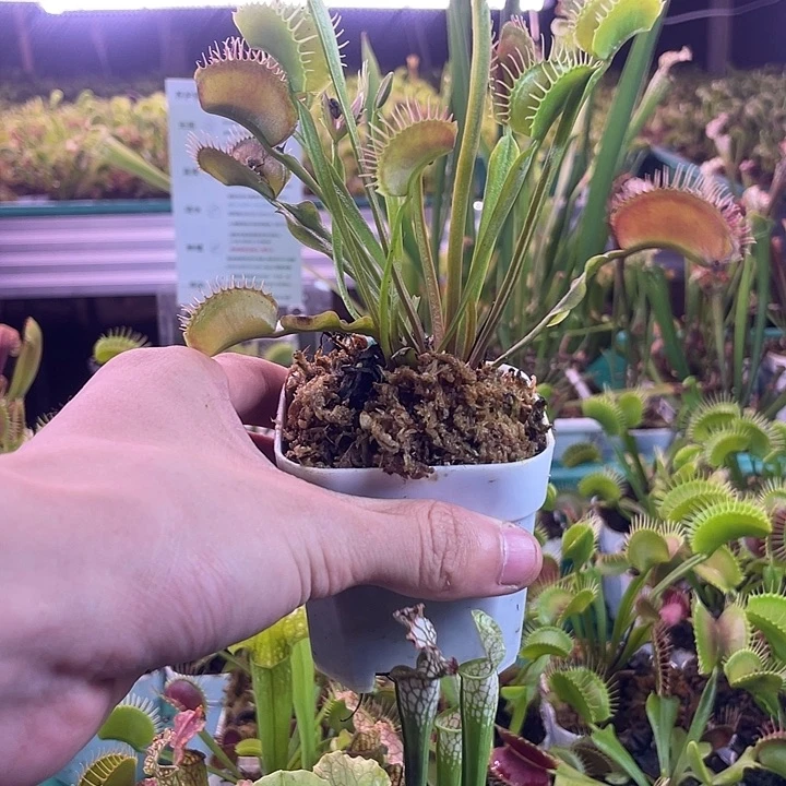 当前无花栽培后可以开花捕蝇草