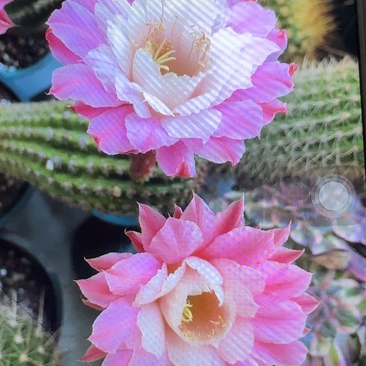 奈何之花侧芽5公分高金妞20包邮）