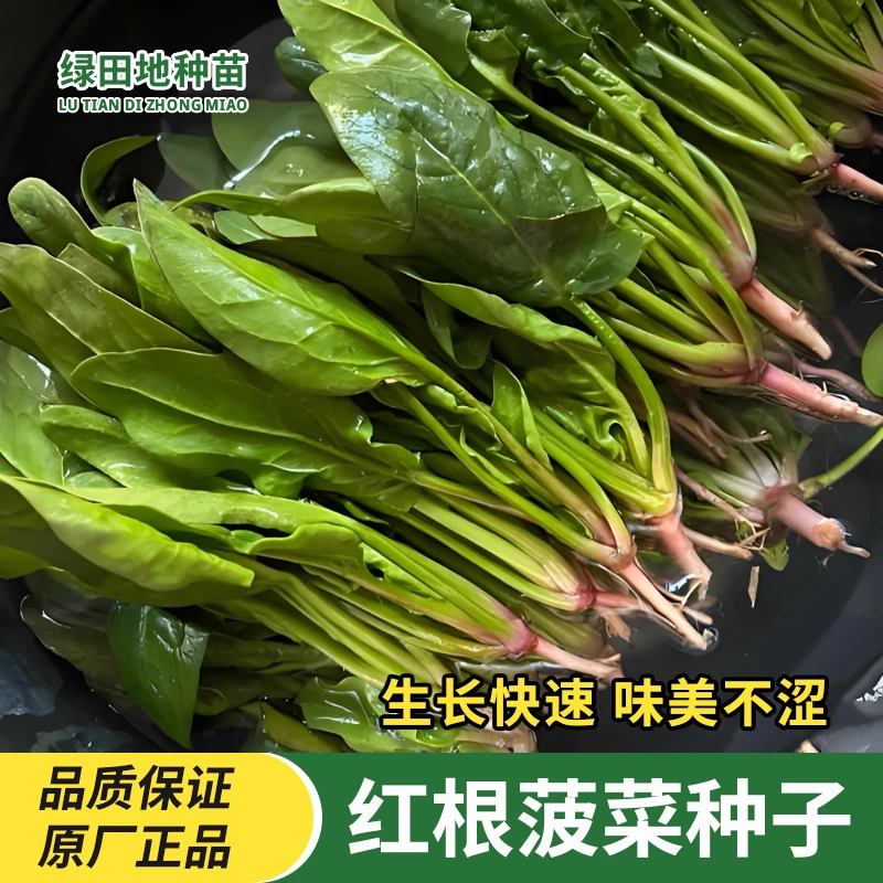 趴地菠菜种子老品种塌地菠菜红根菠菜易种春秋冬季耐寒耐热菜种子