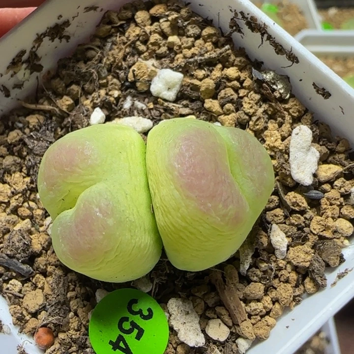 双头拉登1.9-2.1多肉植物354