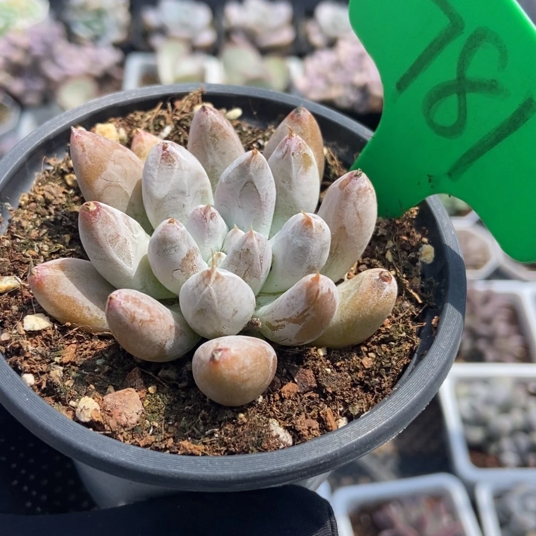 781杜里万多肉植物