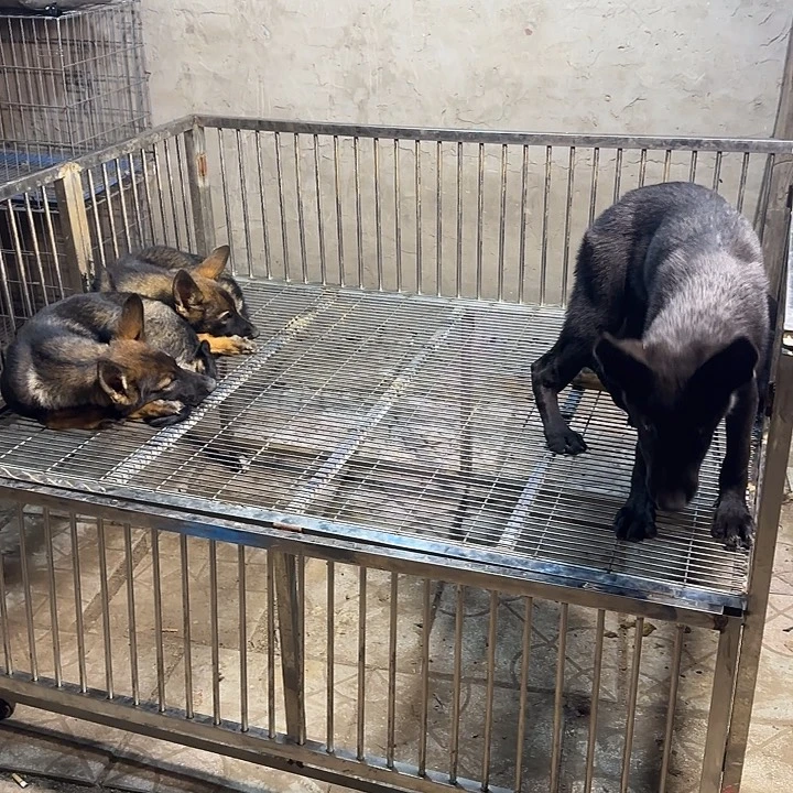 中亚牧羊犬东德牧羊犬