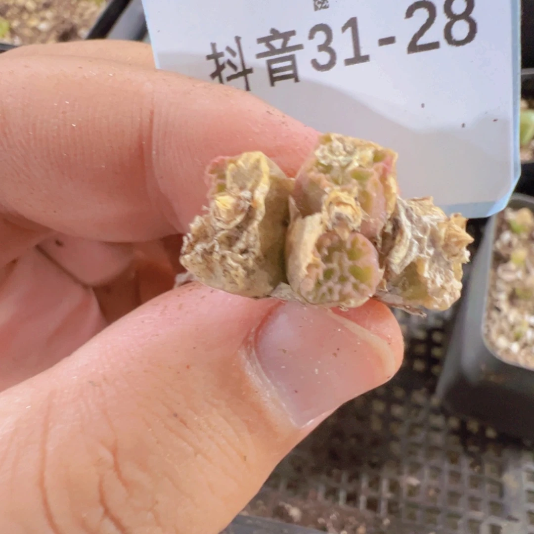 31-28肉锥多肉植物，