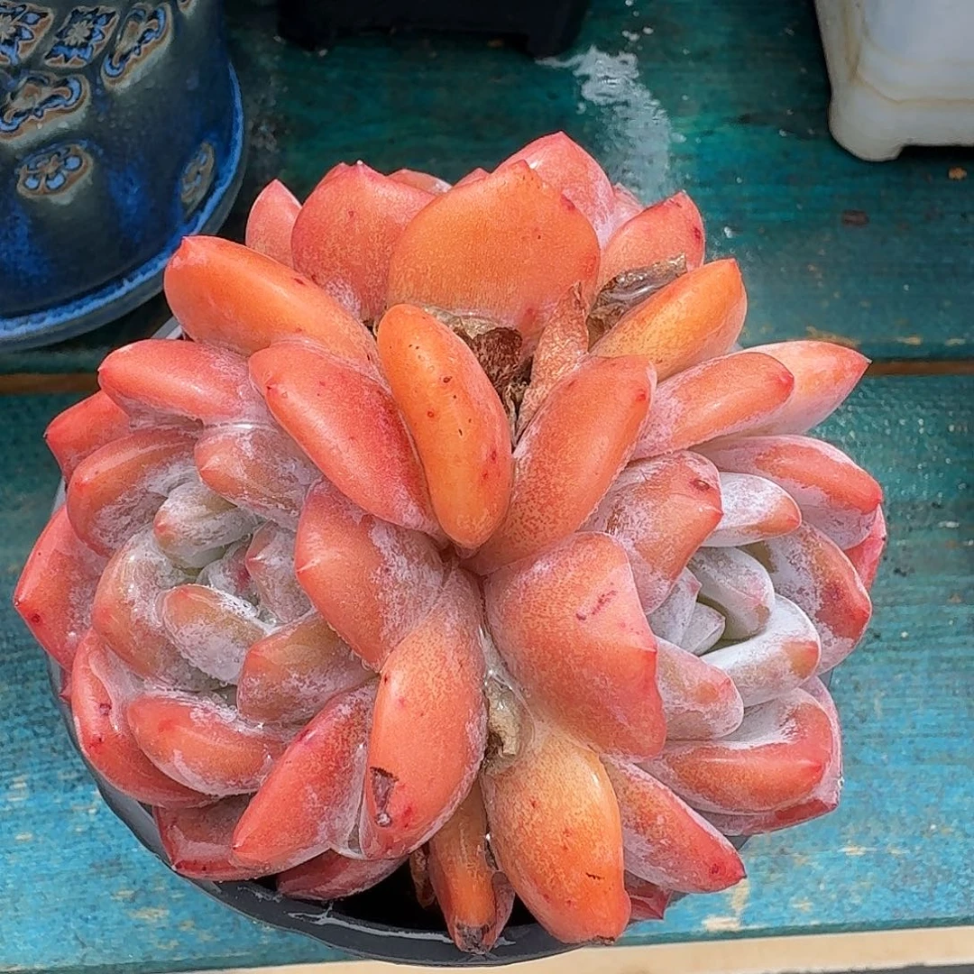 从前慢多肉编号橙子