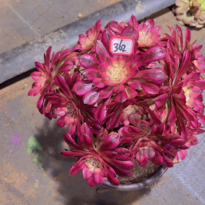 快**生一物一拍粉公主362