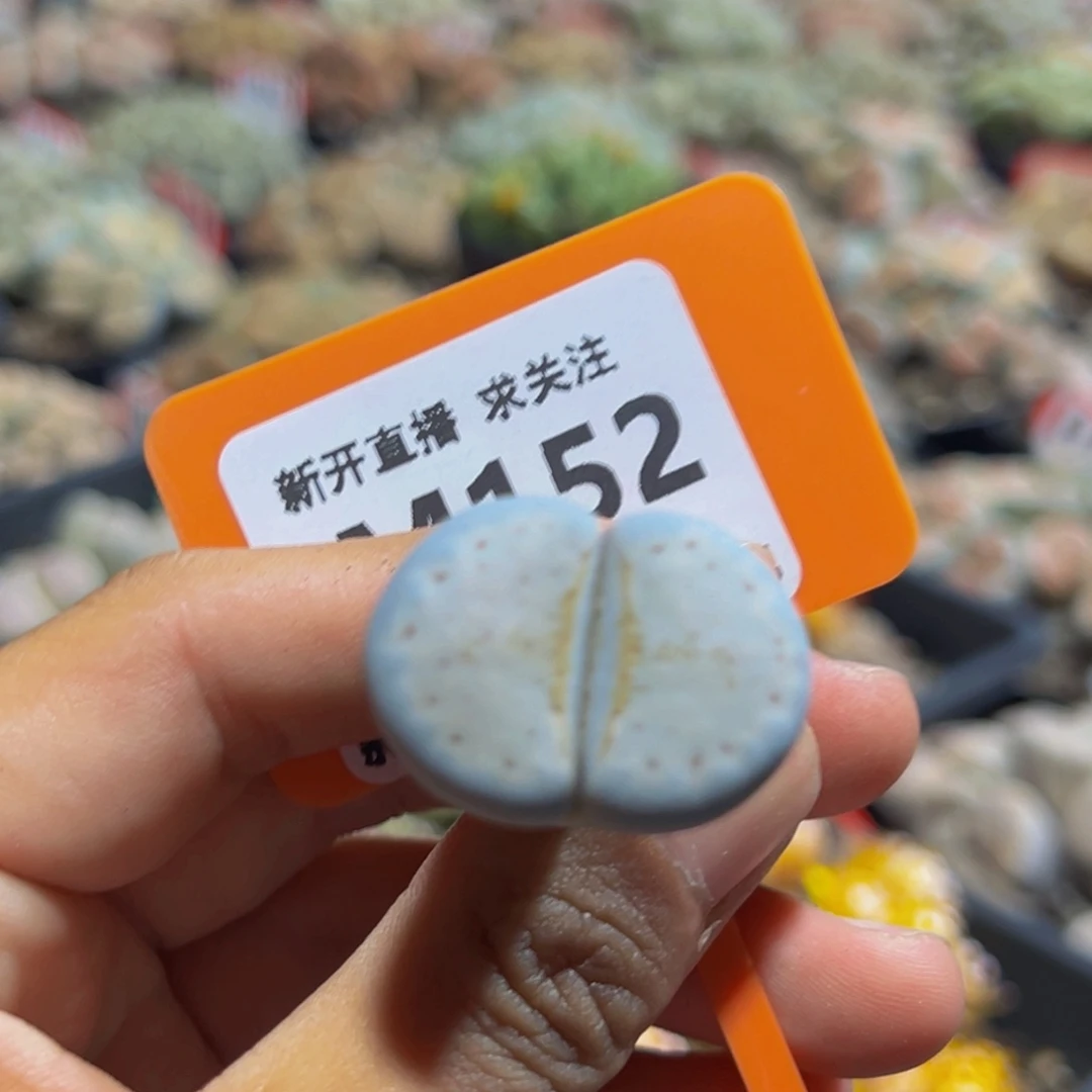 152 一物一拍，默认有伤，介意勿拍，不退不换