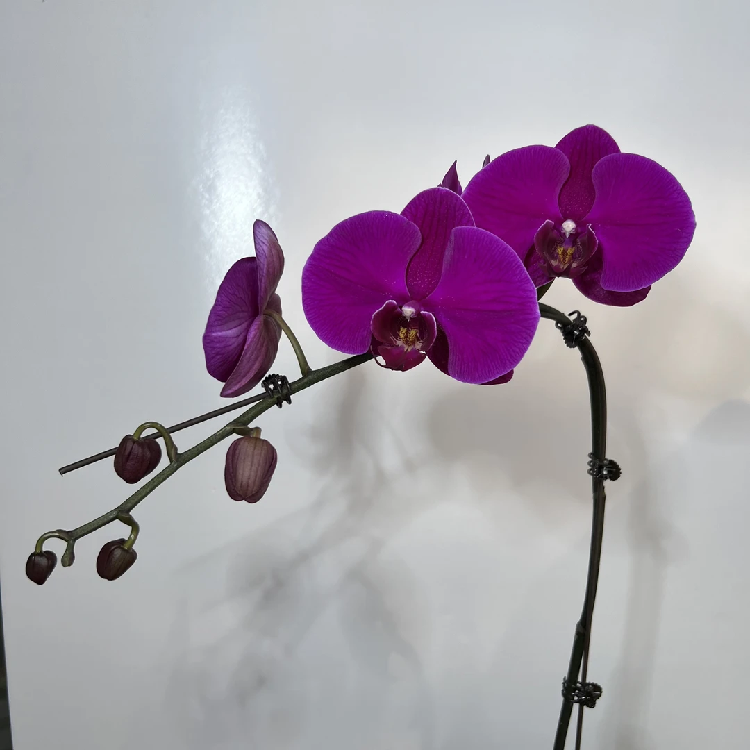 予兰花卉（大辣椒SSSSS）带花带花苞3.0寸杯发货