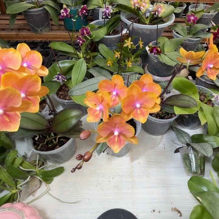 资***儿大部分开放少量花苞小橘宝2代