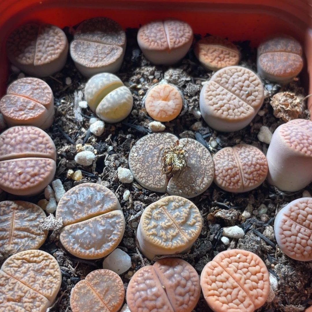 大盆特价一物一拍～20