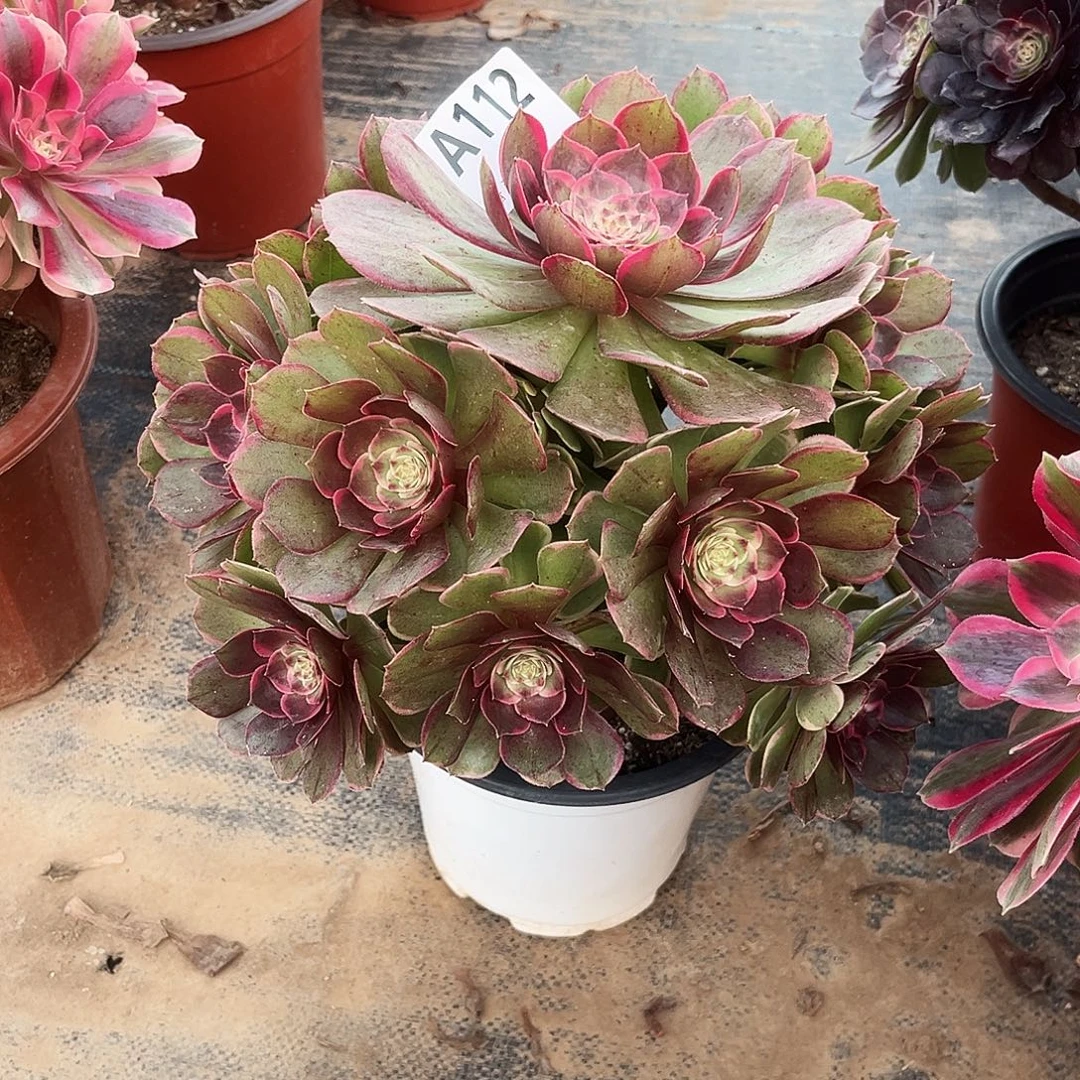 多肉植物粉花妖112多肉