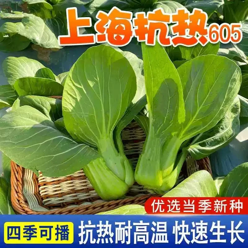 【绿娜青梗菜上海青种子】高产早熟抗热上海青种子夏季耐高温青梗菜