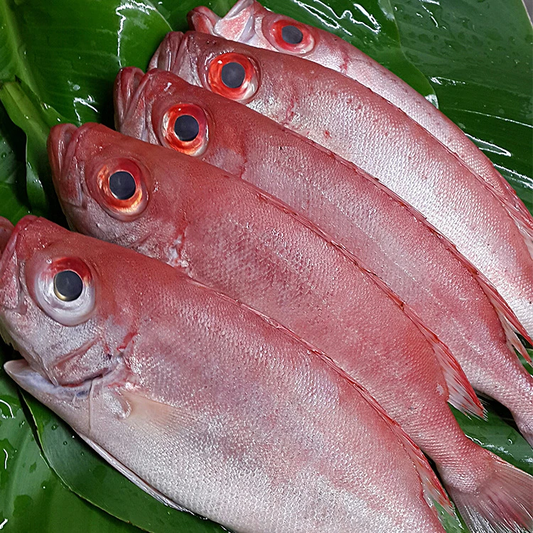 红目连/大眼鸡  生鲜深海
