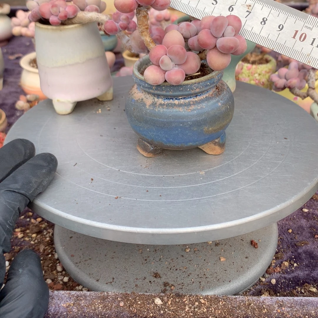 30号带盆偏远地区不包邮的