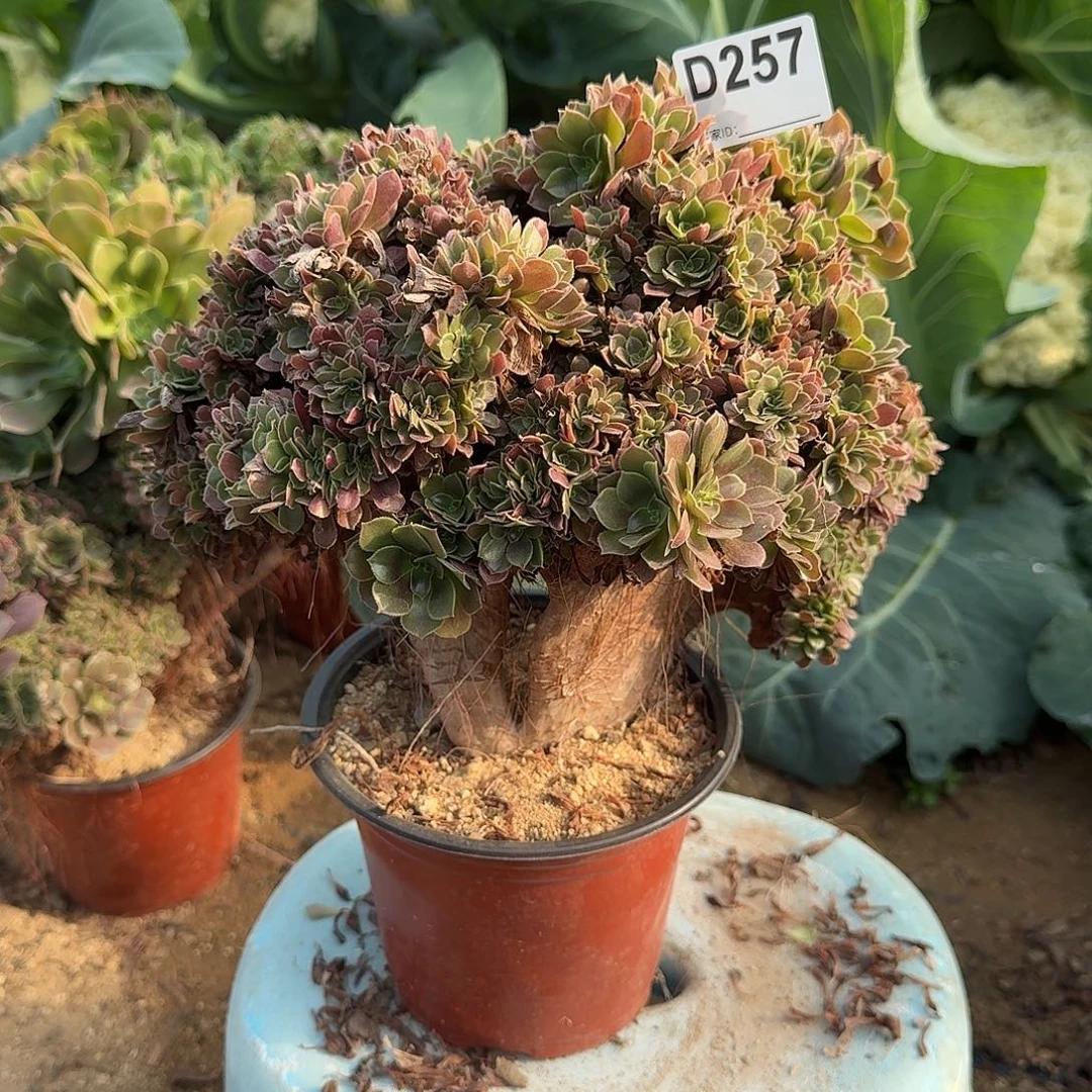 诗***意257玫瑰一颗满28包邮