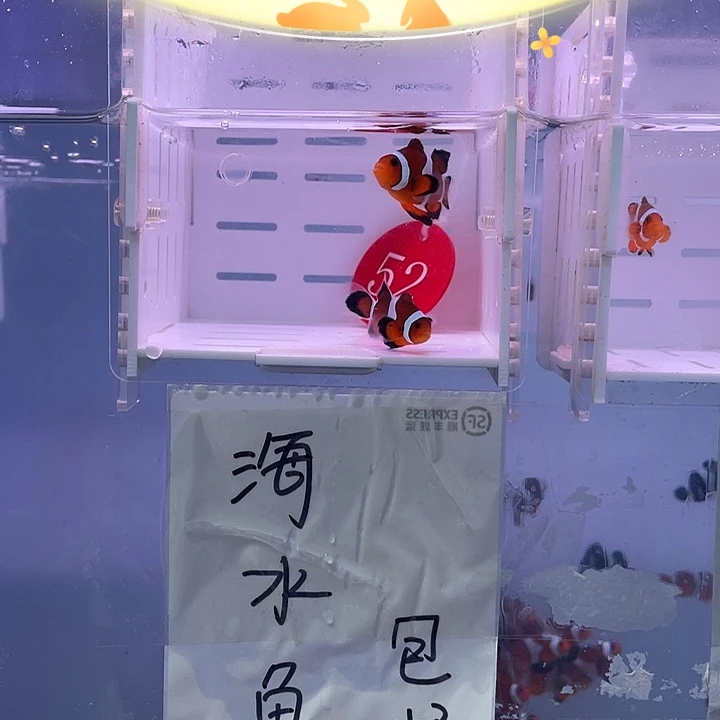 海水鱼精品公子礼服一对