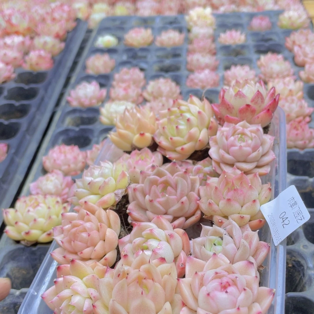 开心快乐幸福042