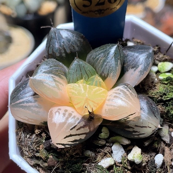 526玉潭錦一物一拍