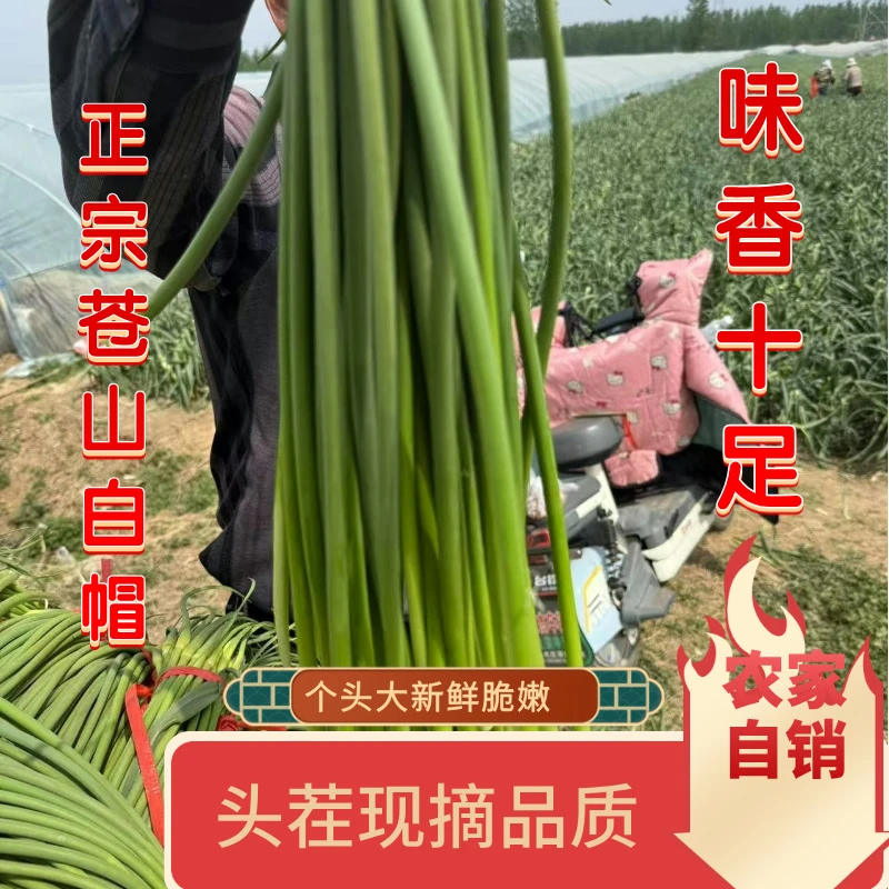【2025头茬蒜苔】正宗苍山白帽蒜苔头茬现摘鲜嫩现摘现发