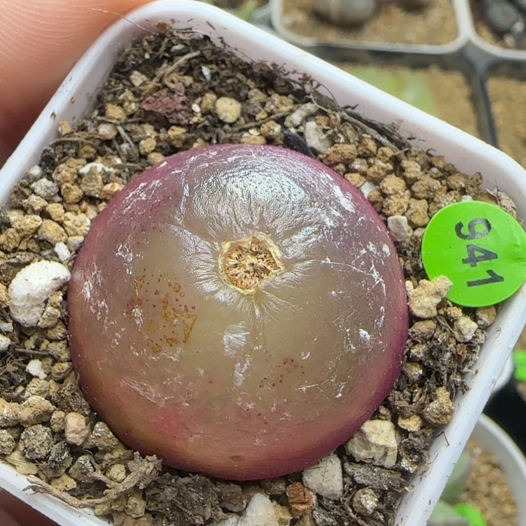 灯泡3.2多肉植物941