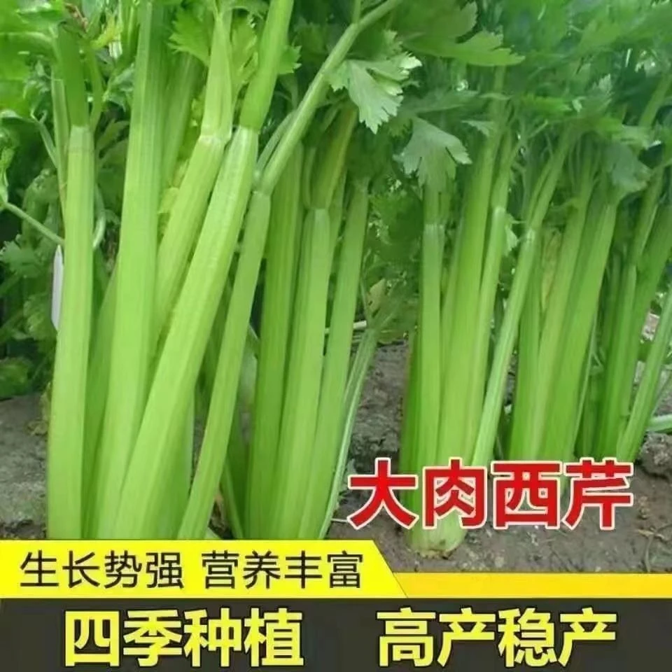 西藏新疆包邮四季大肉西芹种子四季播肉厚脆爽洋芹菜种子高产阳台