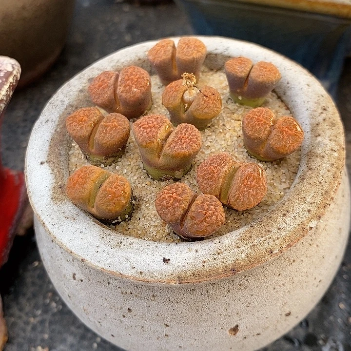 超级蛋糕风铃一颗。