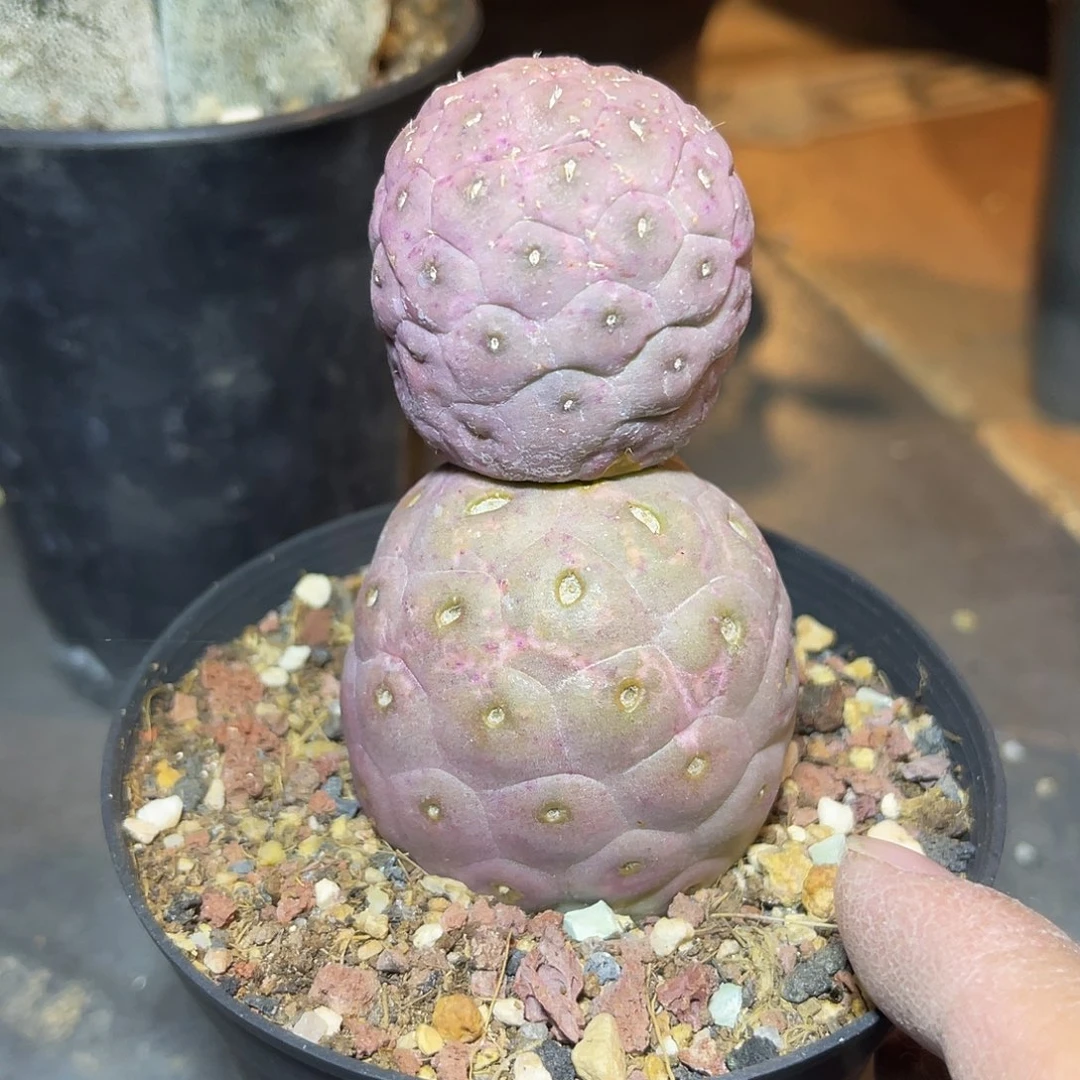 无刺习志野锦一物一拍