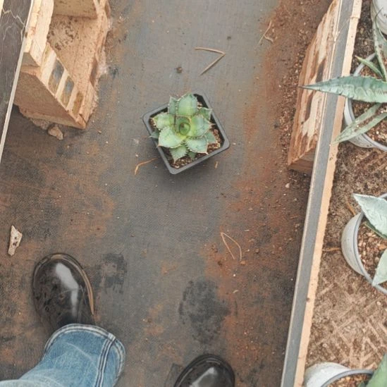 濸***笑籽播精品龙舌兰精品龙舌兰