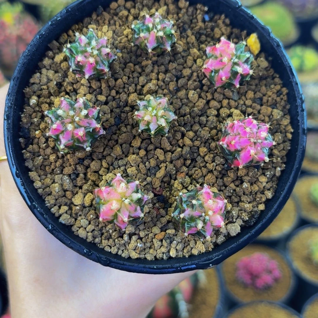 出侧芽玫瑰紫一个58可挑