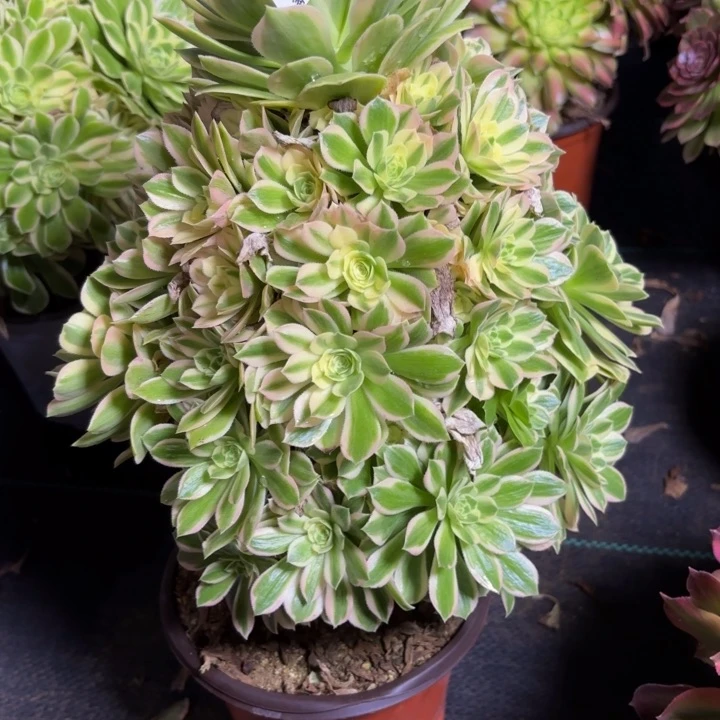 瑞妈一物一拍546芳华