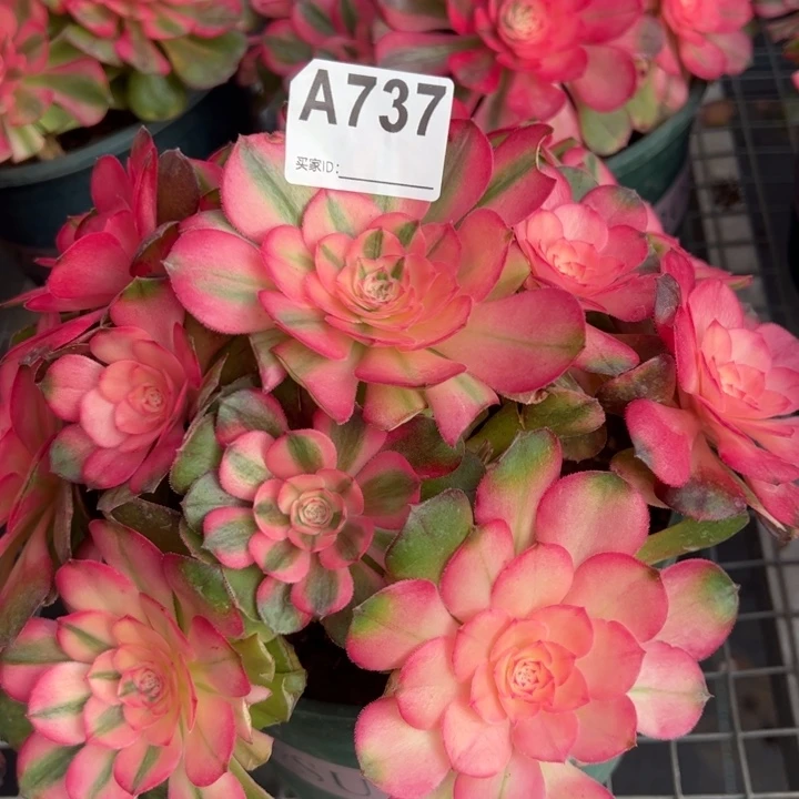 737荔枝22厘米左右