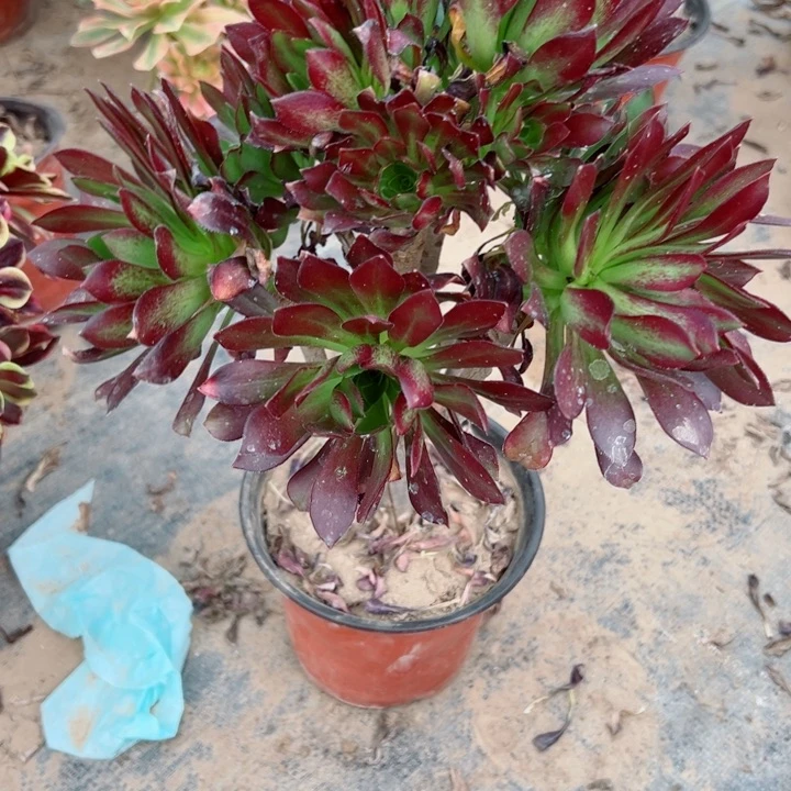 697黑法师多肉植物