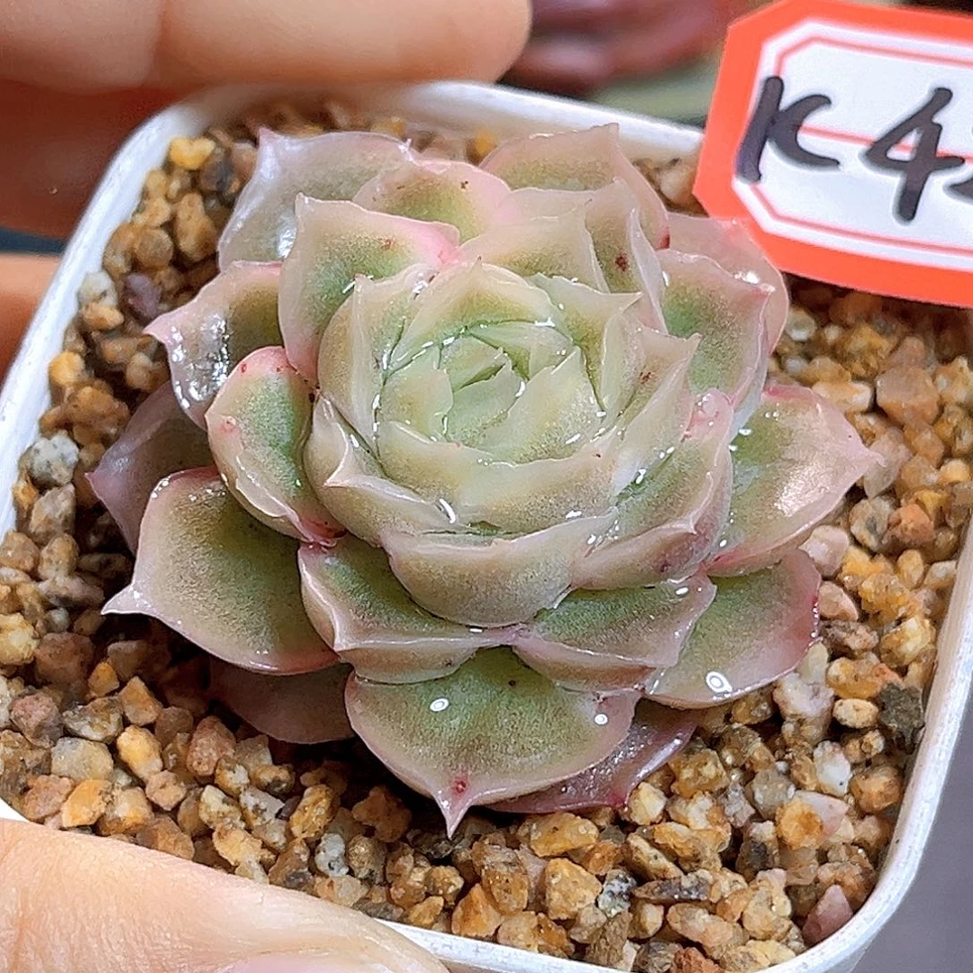 K422 虾饺  满18包邮