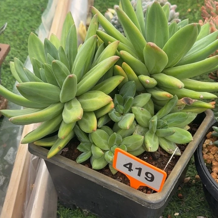 海洋之歌一物一拍419