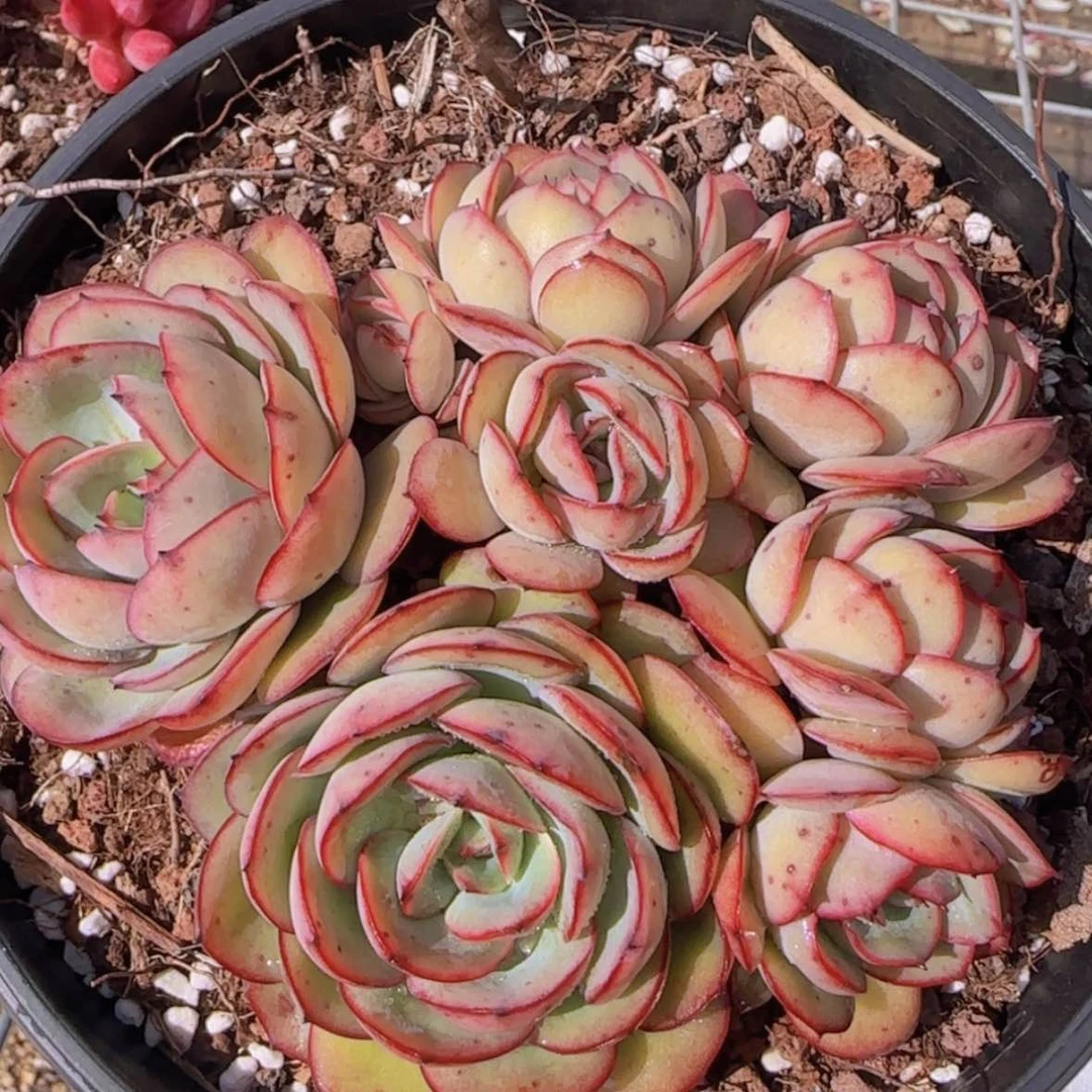 【闪购商品】精控牡丹亭