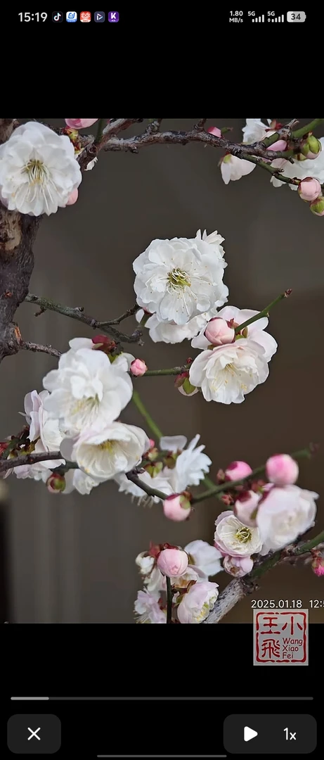 梅花老桩盆景一物一拍