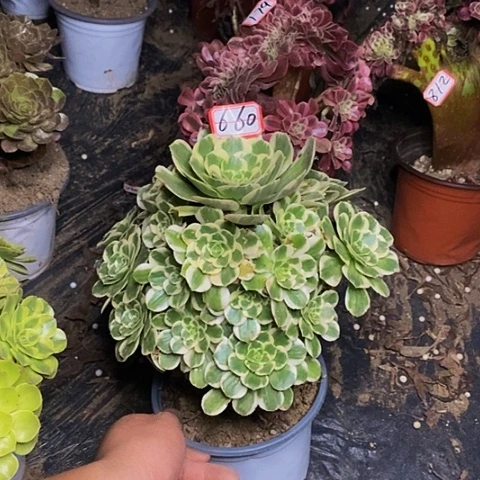 芳华老桩捧花660号