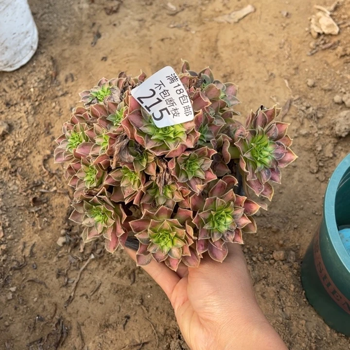 215韶华小手捧2号棚