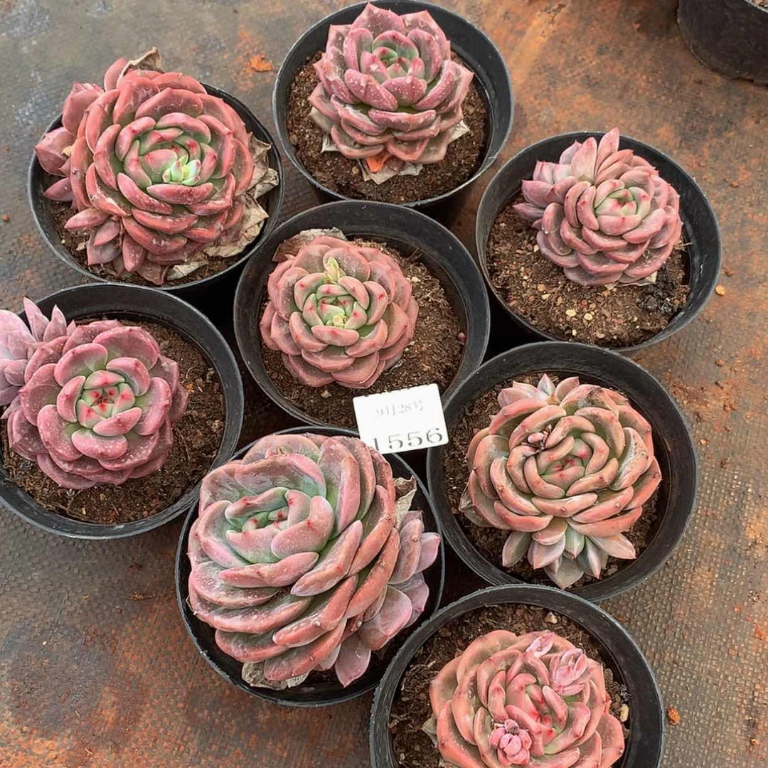 【闪购商品】云1556号线