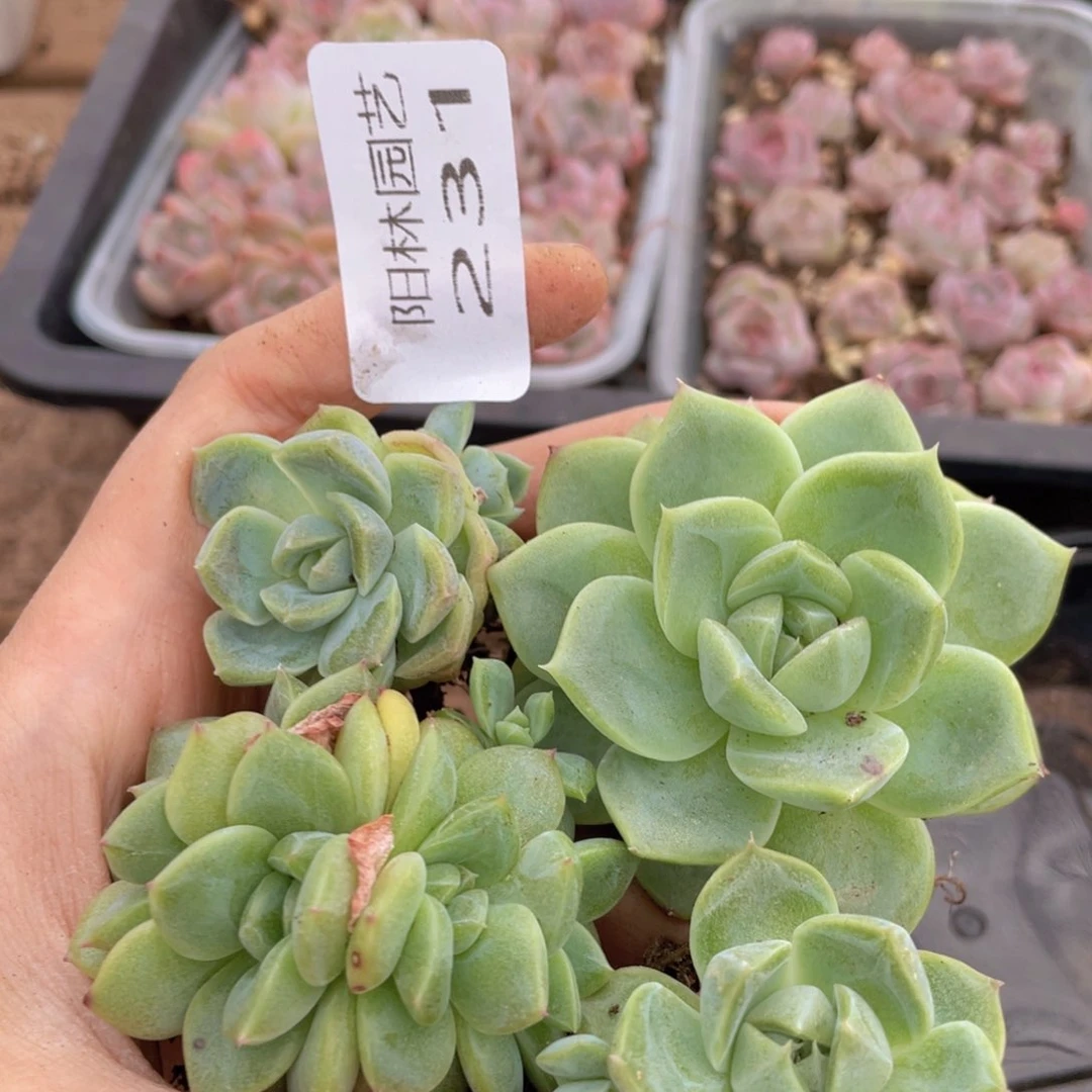 小***咪多肉植物多肉植物231