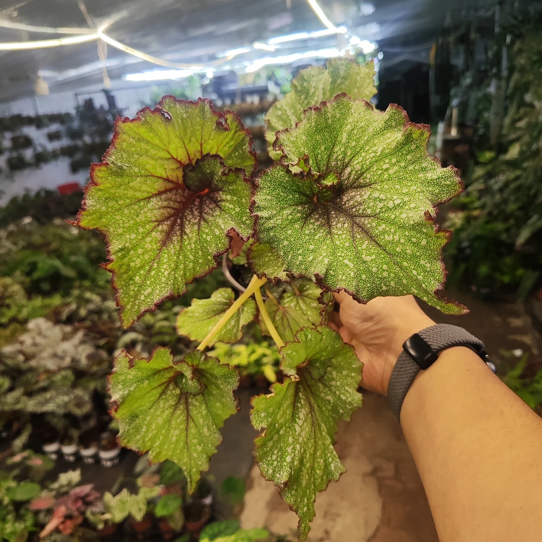 星云秋海棠室内观赏植物耐阴好养易活绿植盆栽书房客厅造景花卉